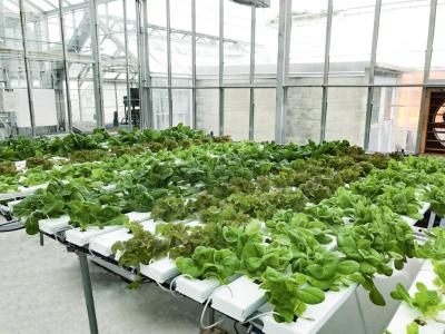 China Manual CO2 Control Hydroponic Growing System For Nutrient Delivery Drip And Ebb And Flow for sale