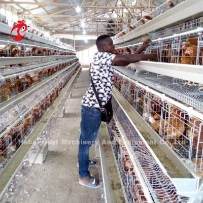 China Laying Hens 256 Birds Battery Cage Poultry Farming In Zambia Sandy for sale