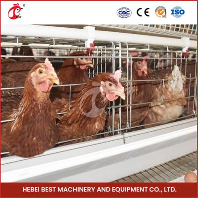 China Sturdy White Poultry Cage System For 96-200 Birds Galvanized Steel Structure Star for sale