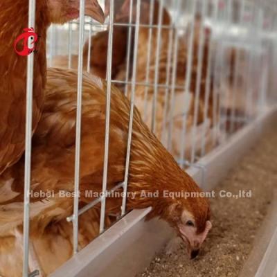 Китай Layer Cage System Perfect Solution For Poultry Industry Capacity 2-4 Birds/Cell Adela продается