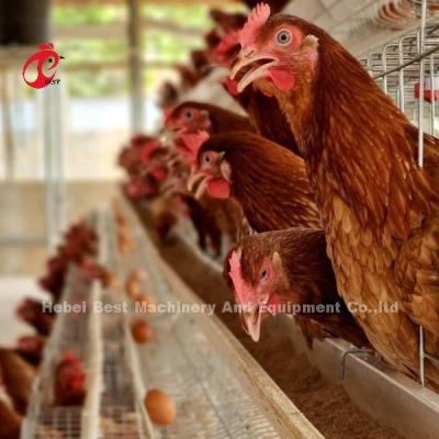 China Most Popular Battery Cage Price In Nigeria Poultry Farming Hot Galvanized Adela for sale