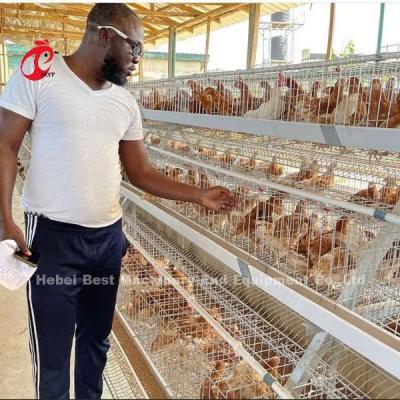 China Automatic Battery Layer Cage , Poultry Farming Cage Nigeria Lagos Sandy for sale