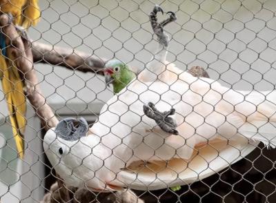 Chine 2.0mm filet d'aileron filet de fil d'acier inoxydable pour les cages d'oiseaux à vendre