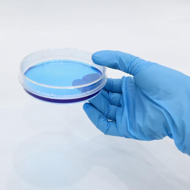 petri dish