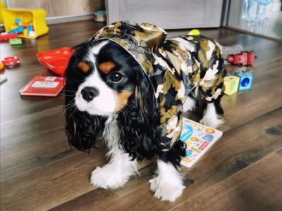 China Pequeña capa de lluvia del perro del perrito reflexivo, chaqueta impermeable respirable suave del perro en venta