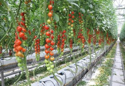 China Strong Structure Multi Span Greenhouse , Plastic Tomato Greenhouse Section 4m for sale