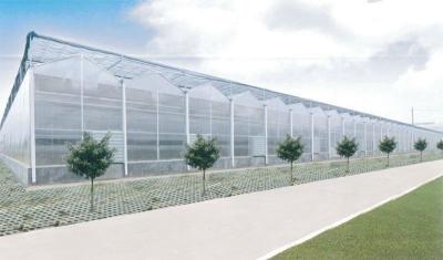 China Saved Energy Venlo Greenhouse Structure , PC Sheet Greenhouse No Welded Point for sale