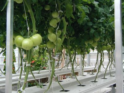 China High Output Tomato Plant Greenhouse Plastic Film Cover Material 0.12 / 0.15 / 0.20mm for sale
