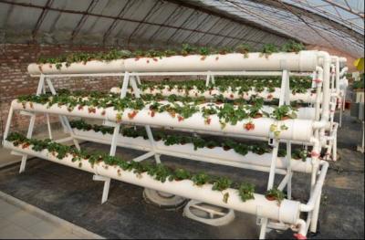 China Transparent Greenhouse Strawberry Production , Anti Fog Plastic Film Greenhouse for sale