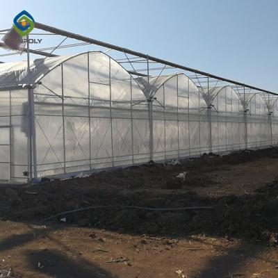 China 20-33ft pe film multi span plastic shed film greenhouses for agriculture for sale