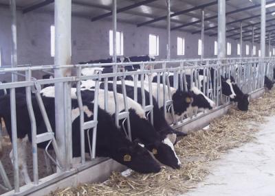 China Headlocks humanizados da vaca de leiteria, fechamento principal do gado grávido flexível à venda