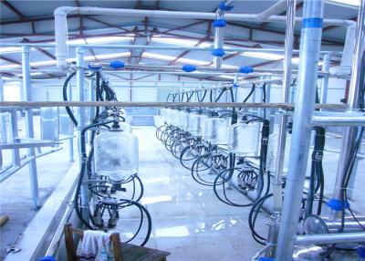 China Large Scale Milking Parlor Equipment , Cows Parallel Milking Parlor for sale