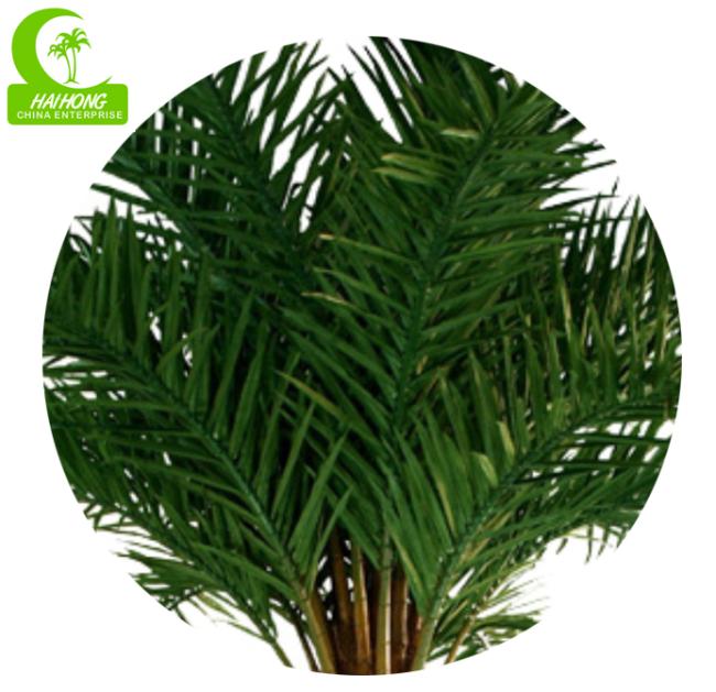 New washington palm tree