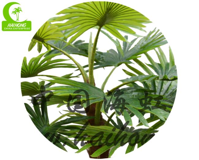 Small Palm Trees