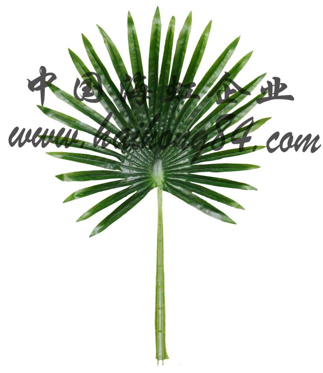 Small Palm Trees