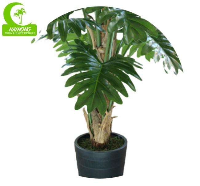 split philo plant