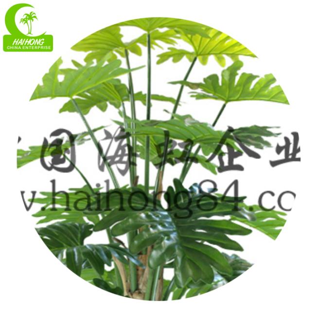 split philo plant