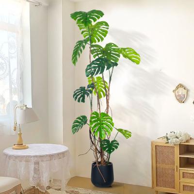 中国 160cm/200cm/240cm モンステラ 人工観葉植物 デリシオサ 密な葉 販売のため