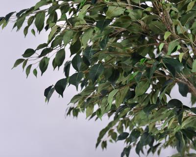 China Indoor/Outdoor Faux Silk Plant 2.8m 9.3ft Ficus Artificial Tree For Home, Office, Living Room, And Garden Decor for sale