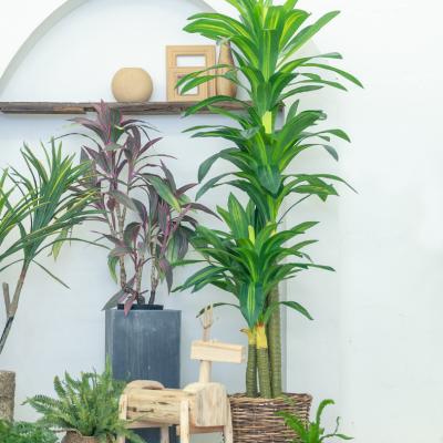 中国 170cm圧倒する美化のための実質の接触Dracaenaの盆栽の植物 販売のため