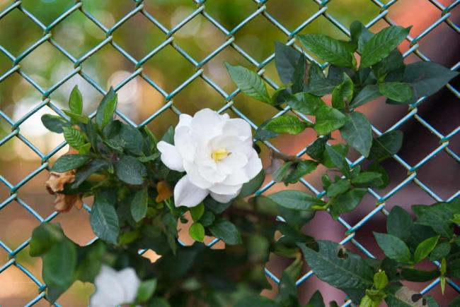 6 ft chainlink fence