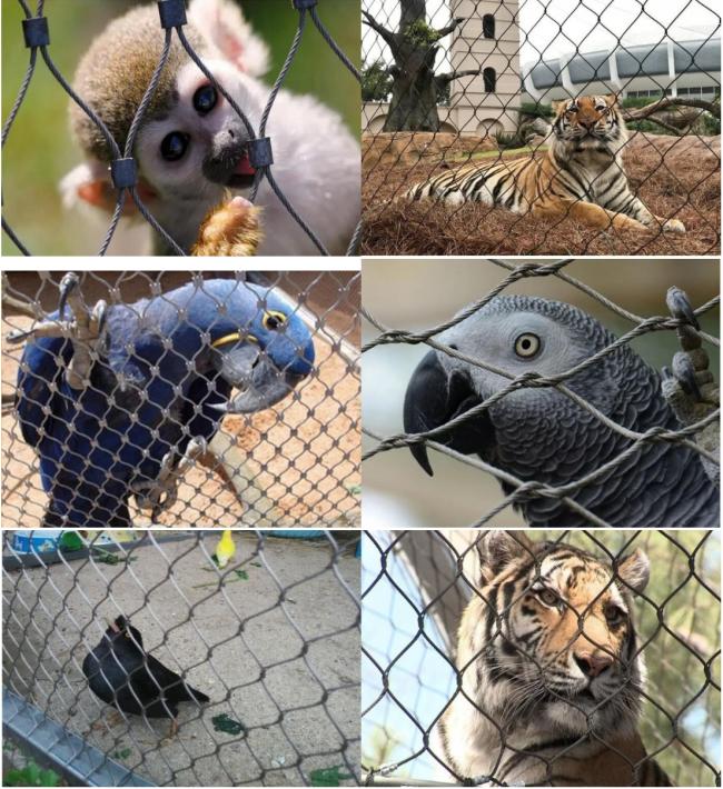 wire rope mesh