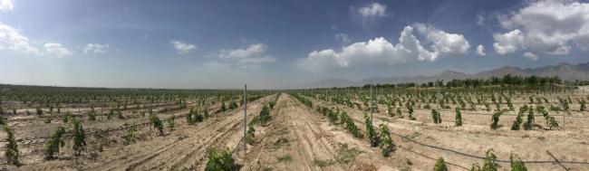 vine yard post