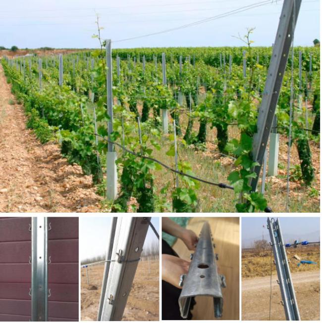 vine yard post