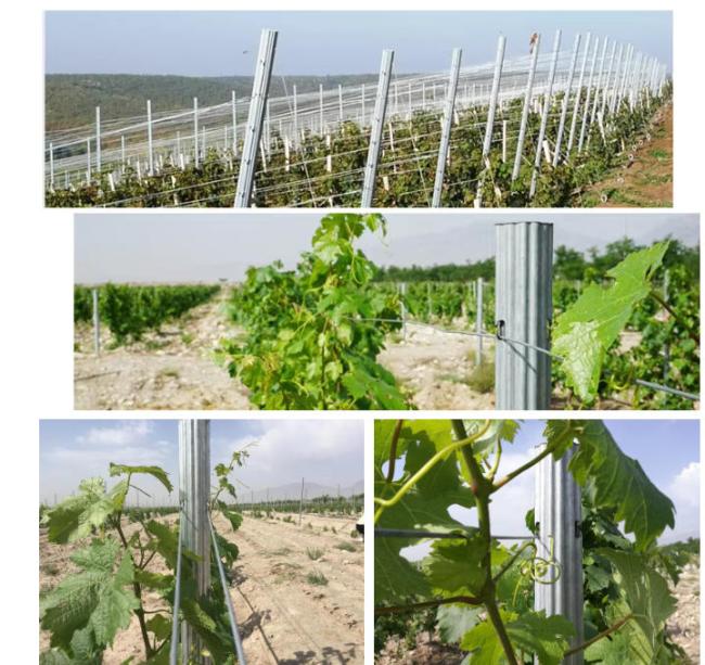 vine yard post