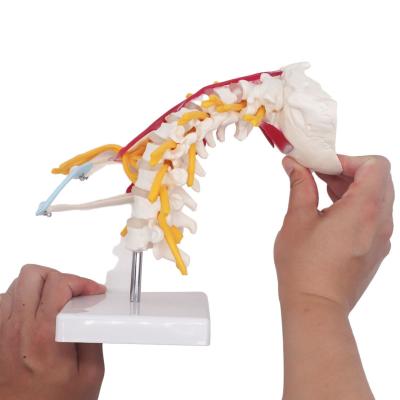 China Students Study Anatomical Skeleton Model Cervical Spine Bone ODM for sale