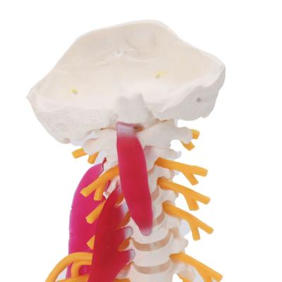 China Spine Cervical Vertebra Full Size Medical Skeleton Nerves Posterior Occipital Bone for sale