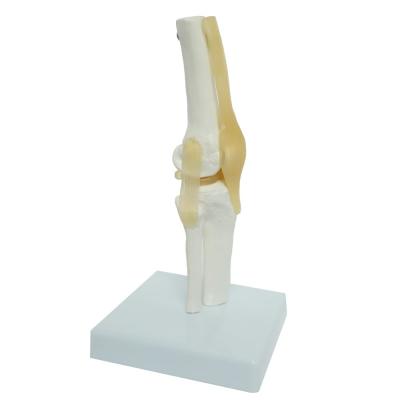China Kids Learning Anatomical Knee Joint Model Display Medical Tool for sale