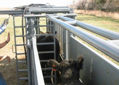 China Powder Coating Cattle Sorting Alley , Fully Caulked Cattle Tub And Alley for sale