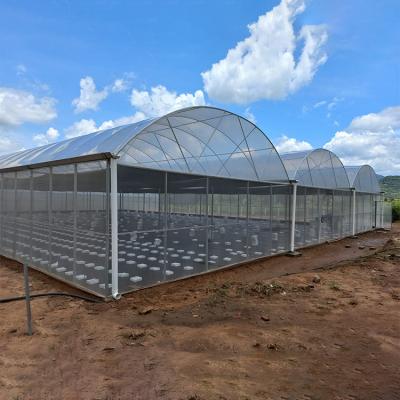 China Hydroponic Complete Thailand Multi Span Greenhouse Side Ventilation Industrial for sale