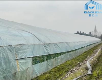 China Clear Single Span Poly Greenhouse Farming For Chilli Onion Growing for sale