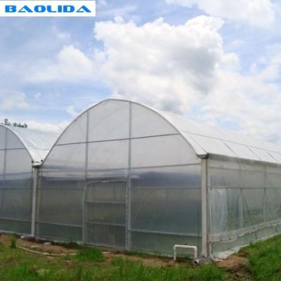 China Grape Multi Span Greenhouse With Grape Trellising System To Malaysia for sale
