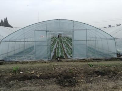 China Single Span Plastic Tunnel Greenhouses Polyethylene Film Greenhouse For Vegetables Farming for sale