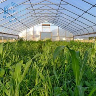 China Automated Single Layer High Tunnel Passive Solar Greenhouse For Strawberry for sale