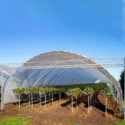 China High Yield Plastic Film Agricultural Greenhouse Grown Strawberries Rain Shelter for sale