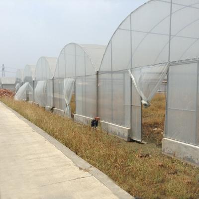 China Hydroponic Poly Film Multi Span Greenhouse for sale