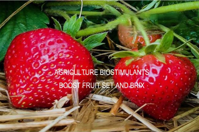 13-0-0 Water Soluble Amino Acid Powder Organic Fertilizer From Soy for Agriculture