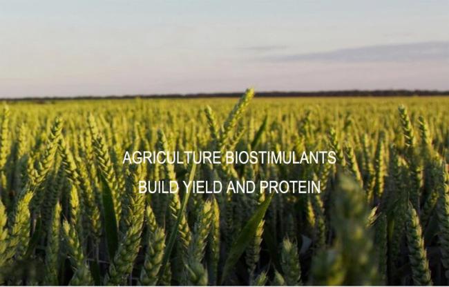 15-0.5-0.5 Pure Protein Dry Fish Hydrolysate Amino Acid Powder Organic Fertilizer