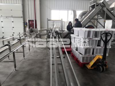 China Máquina de secado industrial con cinta transportadora Secador de camarón de microondas continuo en venta