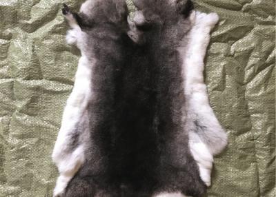 China Light Grey Rex Rabbit Fur Neck Warmer , Real Rex Rabbit Pelts Skin For Plate Blanket for sale