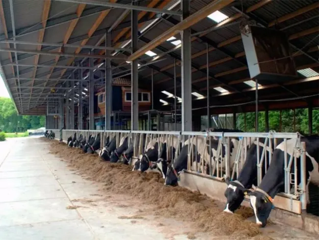 Modern Steel Structure Metal Dairy Farming Cow House Steel Shed