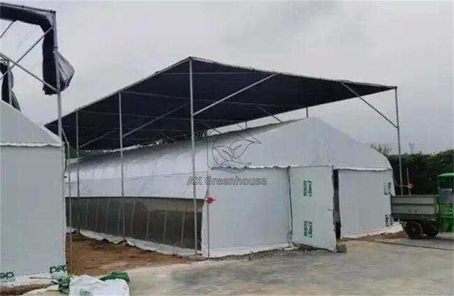 film mushroom greenhouse