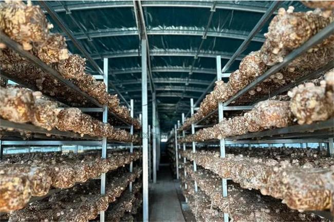 greenhouse for mushroom growing