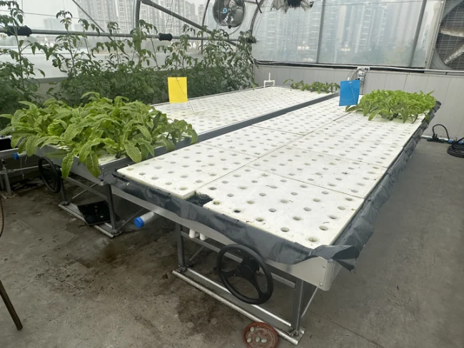 Ebb&Flow rolling Bench floating board DWC greenhouse soilless cultivation of vegetables