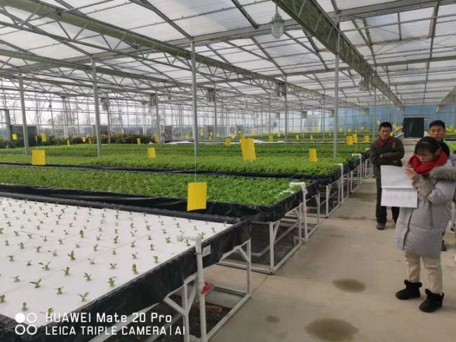 Ebb&Flow rolling Bench floating board DWC greenhouse soilless cultivation of vegetables