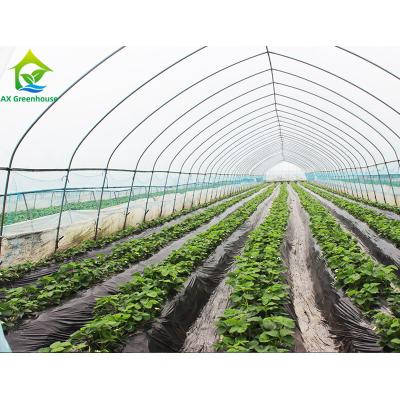 China Customized Poly Tunnel Greenhouses for Tomatoes Growing 10*30 Square Meters for sale